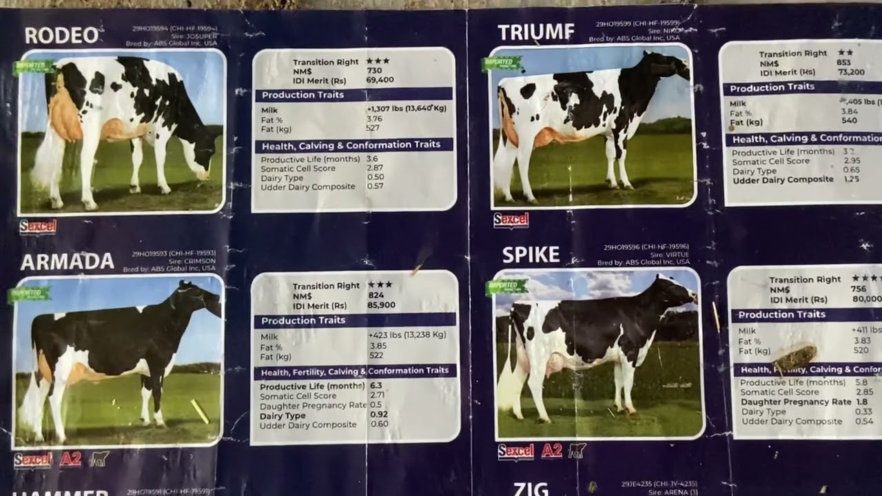 Abs-Rodeo,triumf,Armanda,Spike,Hammer,Zig  bulls ki deatil.Bull kiase select kreya apni gaya k leyia