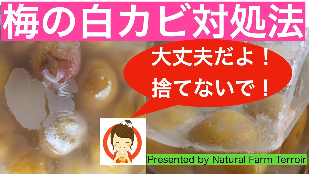 【梅仕事】白カビ対処法　試してみました！