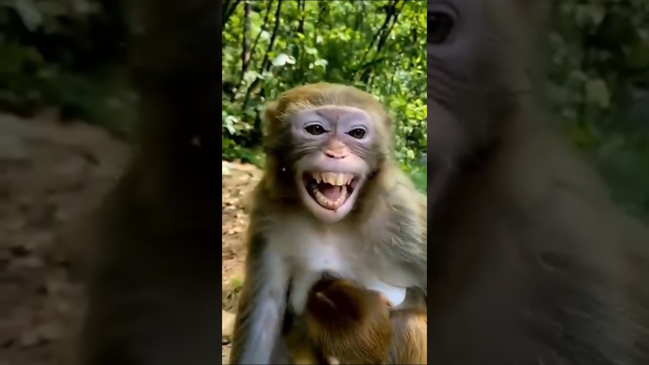 bandar ki video Nakal 🤣#trending #funny #comedy #bandar #shorts my chennal subscribe like please