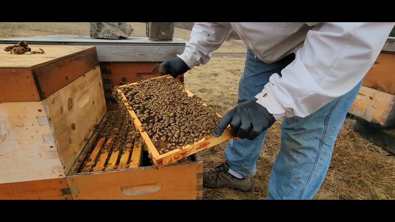 2025, first inspection, 6 weeks before a nectar flow