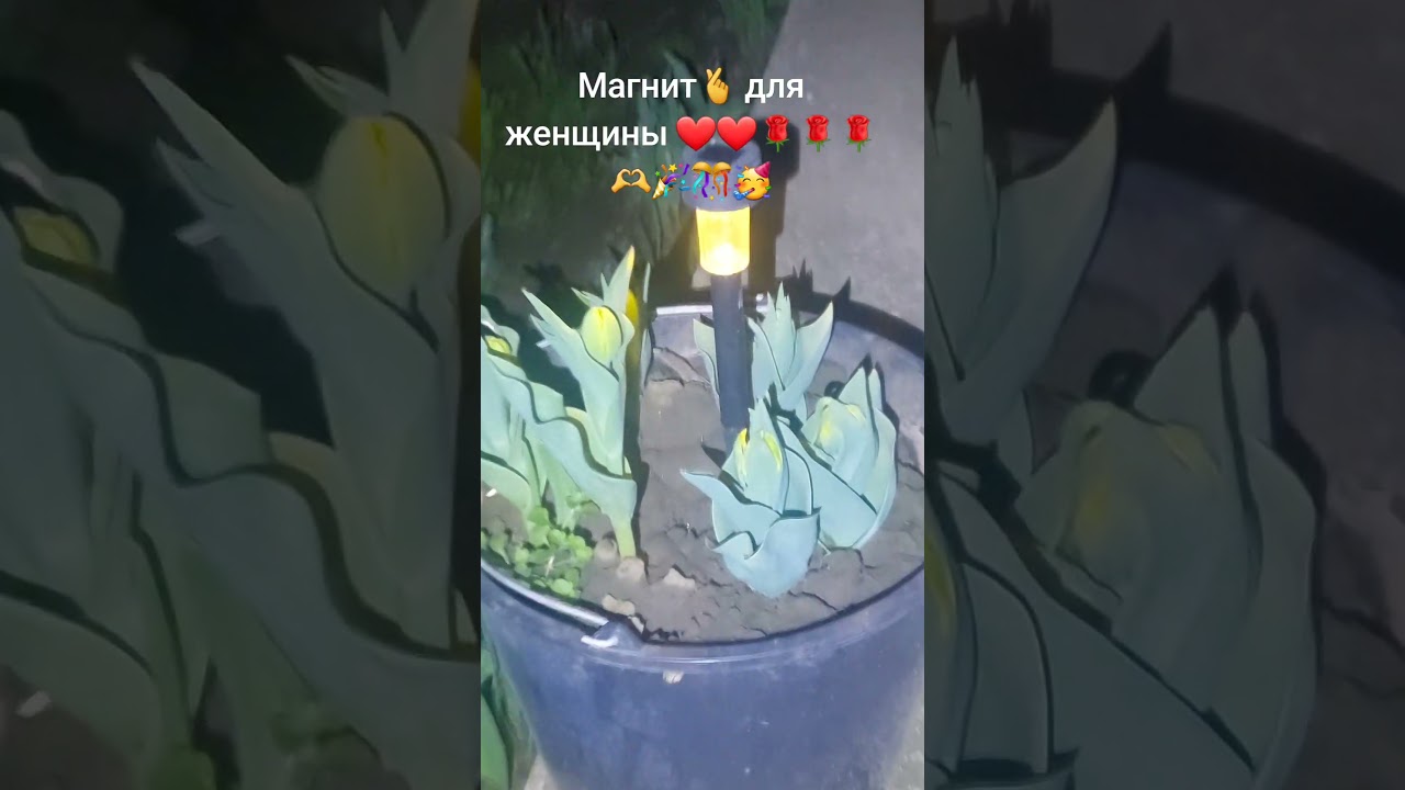 #любимоехобби #садмечты_своимируками #мойсад #весна #любимыйсад