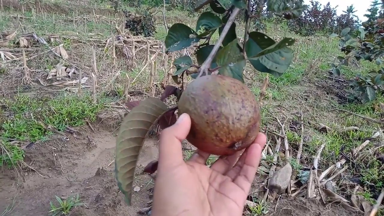 Berkunjung di Kebun Jambu Merah Australia (Jambu Ungu)