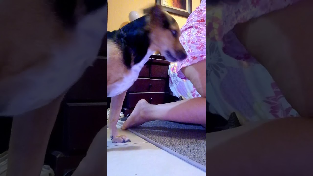 Night play with baby Phoebe 🥰🐕🐕🐕🐕🥰🥰🥰🥰