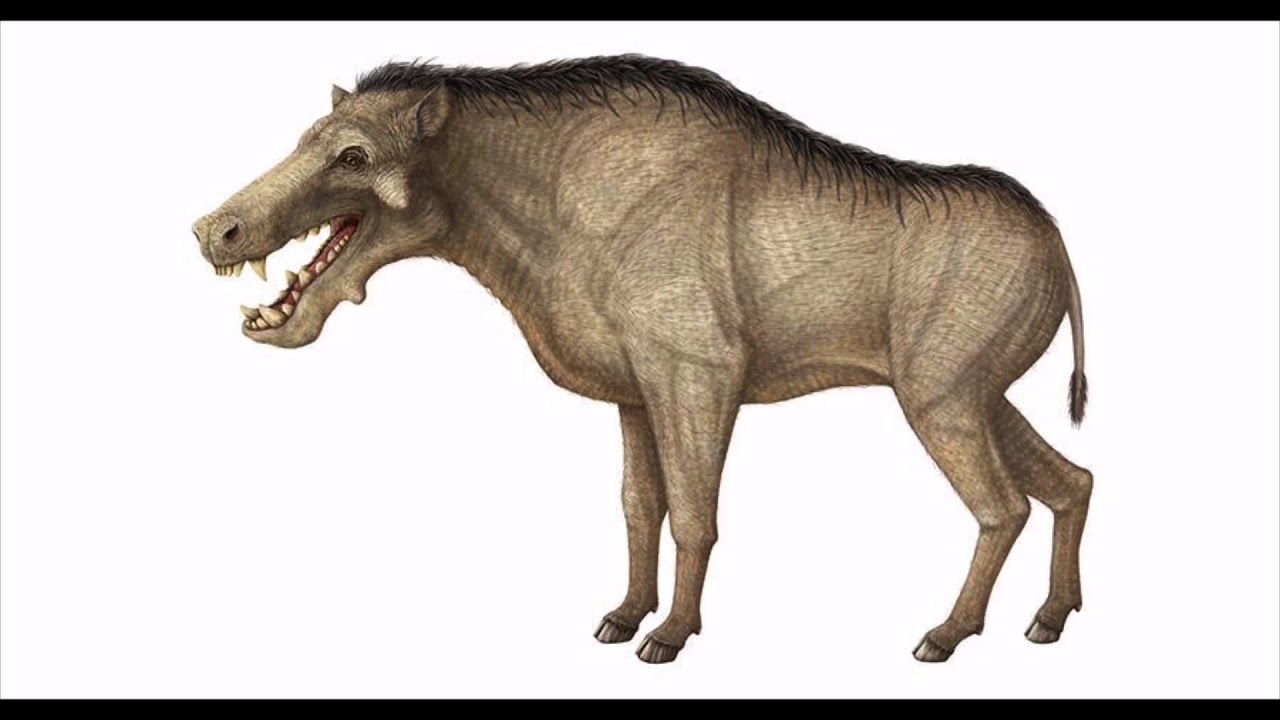 Sound Effects - Entelodon