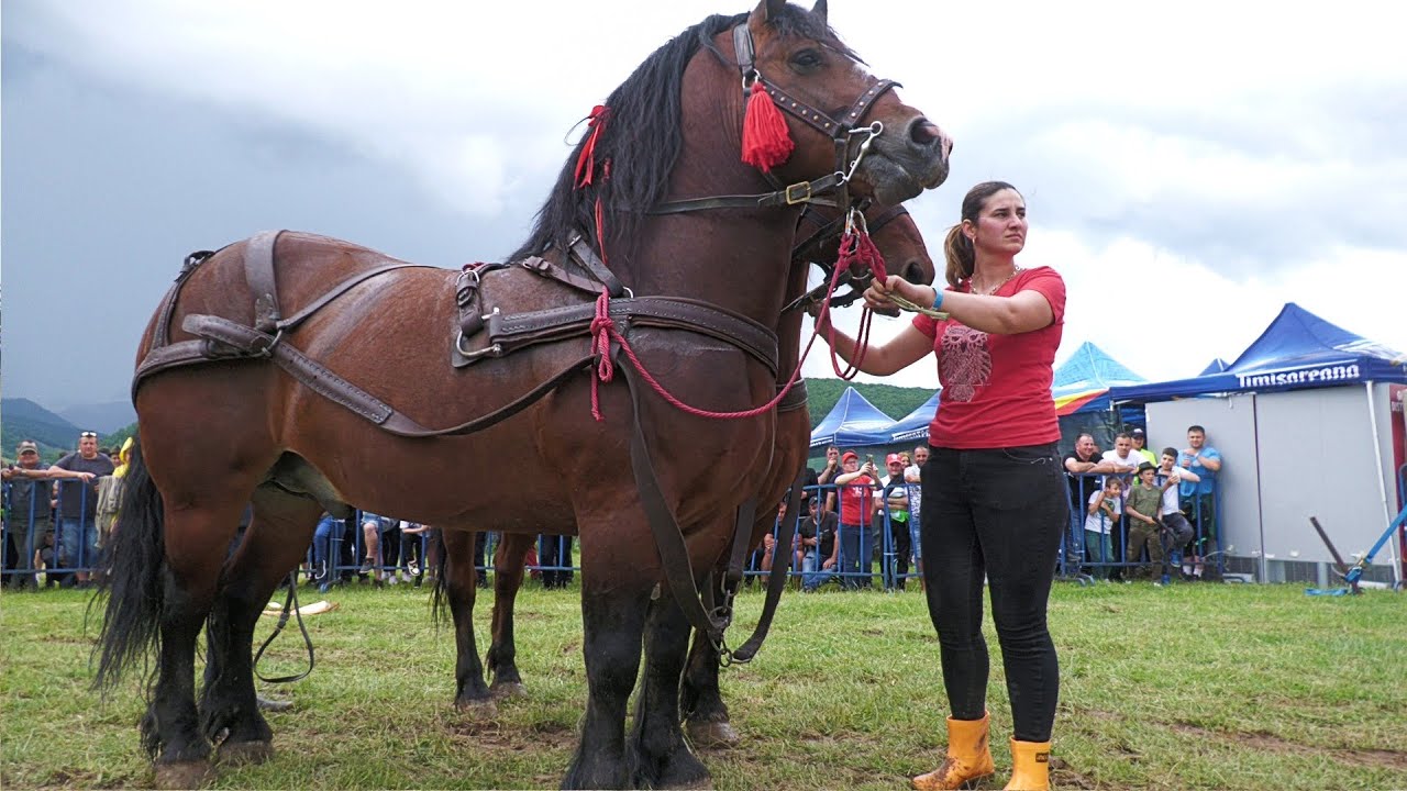 Caii lui Roxana Istrate de la Mihăești - Argeș 2023
