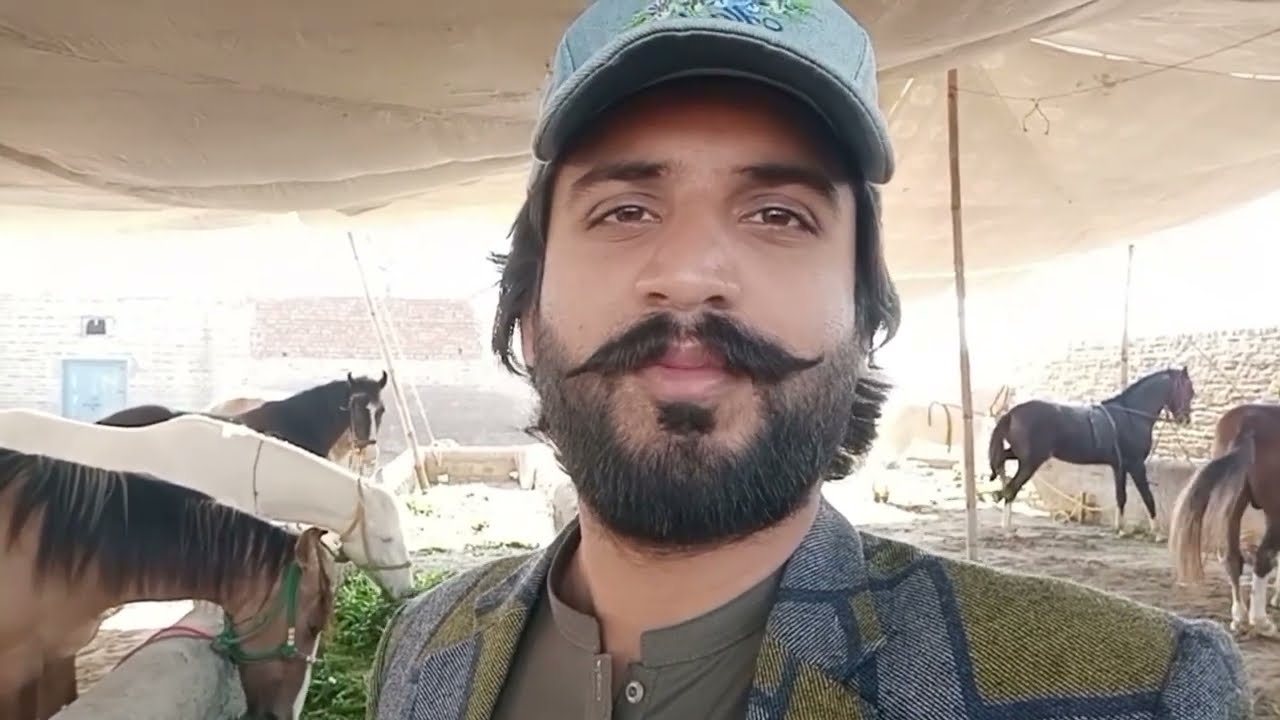 Horse dance event By Peer Papu shah || Most beautiful desi horse vlogging horse horses