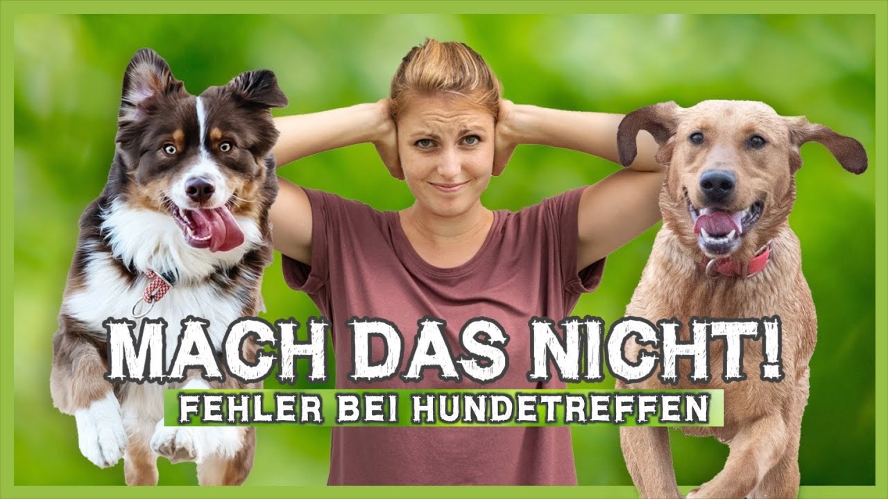Die h&auml;ufigsten Fehler bei HUNDETREFFEN &ndash; Mach das bitte nicht!