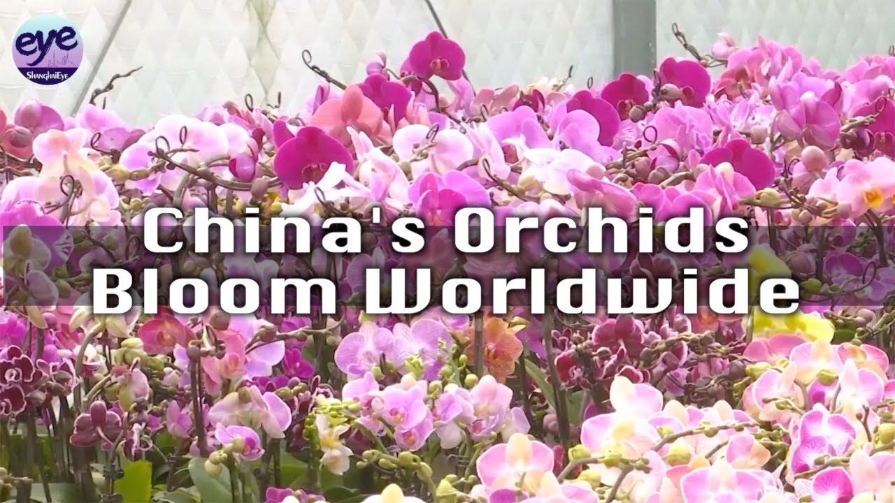 China's moth orchid export blossoms in overseas markets
