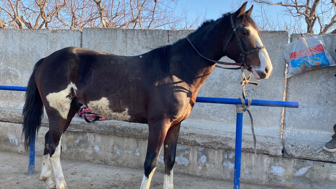 Shohidon ot bozori 😱😱 yosh toylar narxkari🔥🔥🔥 saidbek uz