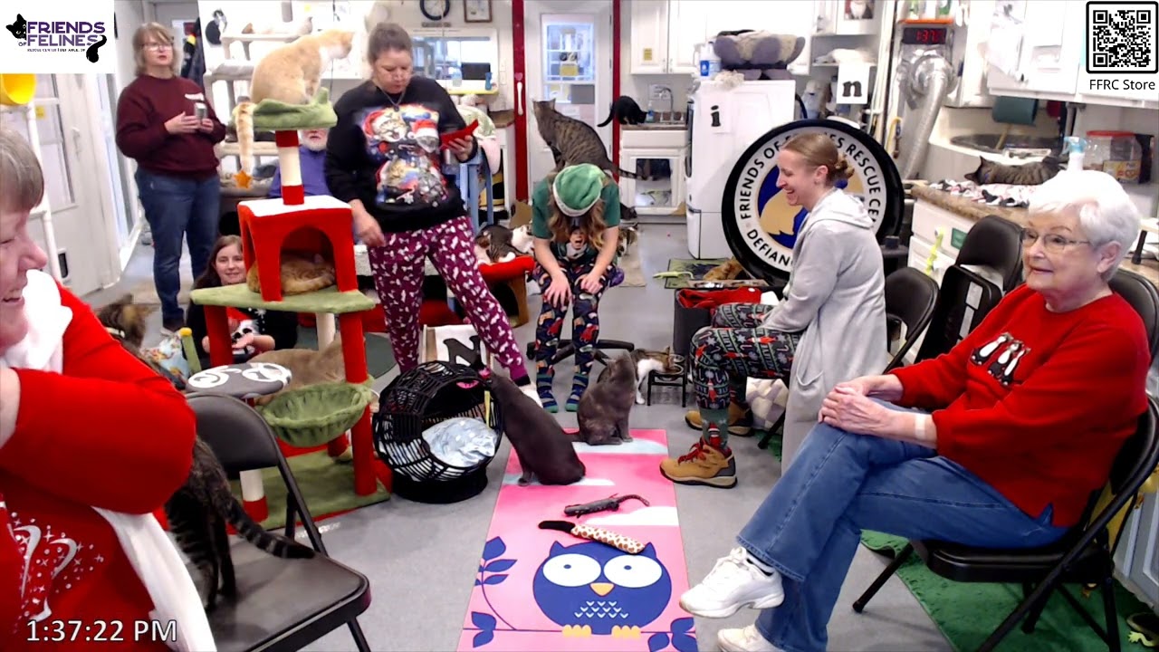 Kitty Christmas 2024 Part 3  Friends of Felines Rescue Center (FFRC)