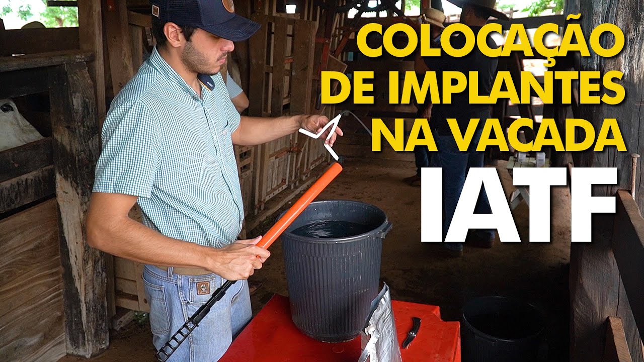 PROTOCOLO DE IATF - DIA ZERO - COLOCAÇÃO DE IMPLANTE DE PROGESTERONA E APLICAÇÃO DE ESTROGÊNIO