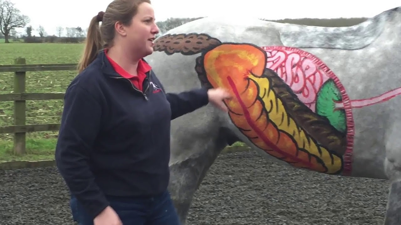 Guide to Rugging Horses
