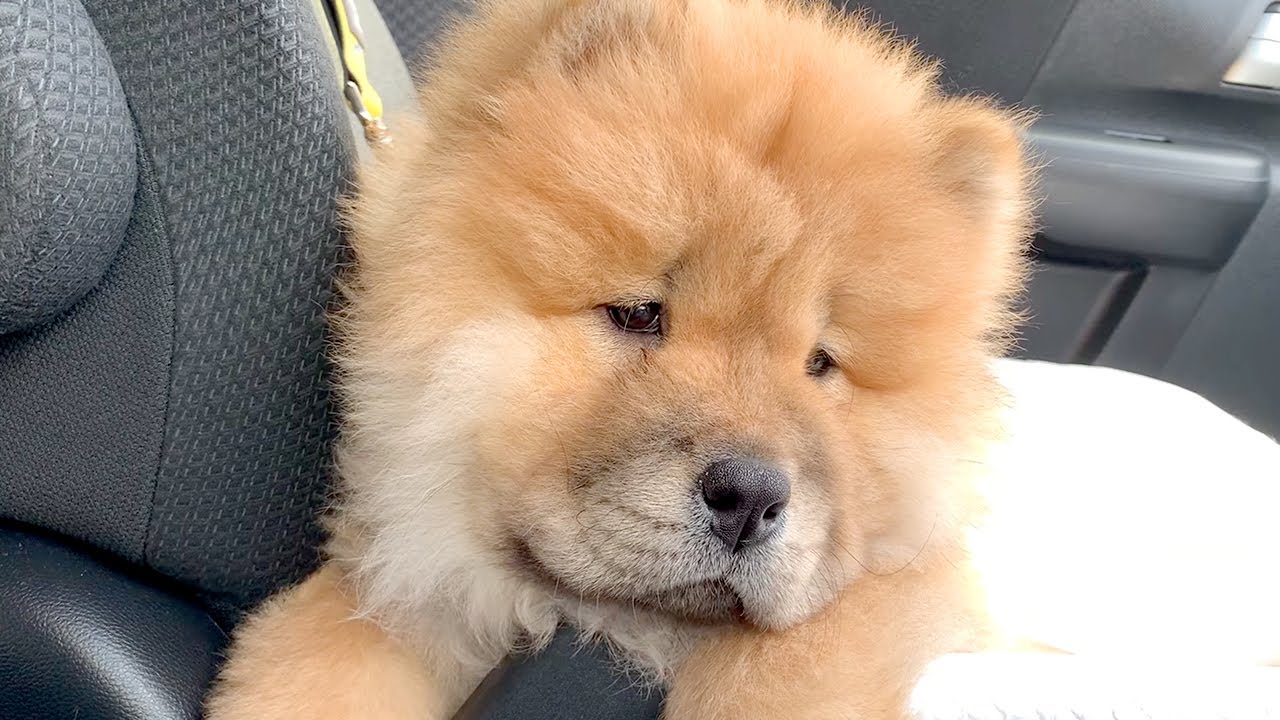 注射を打たれて泣きそうなチャウチャウがかわいい【子犬】