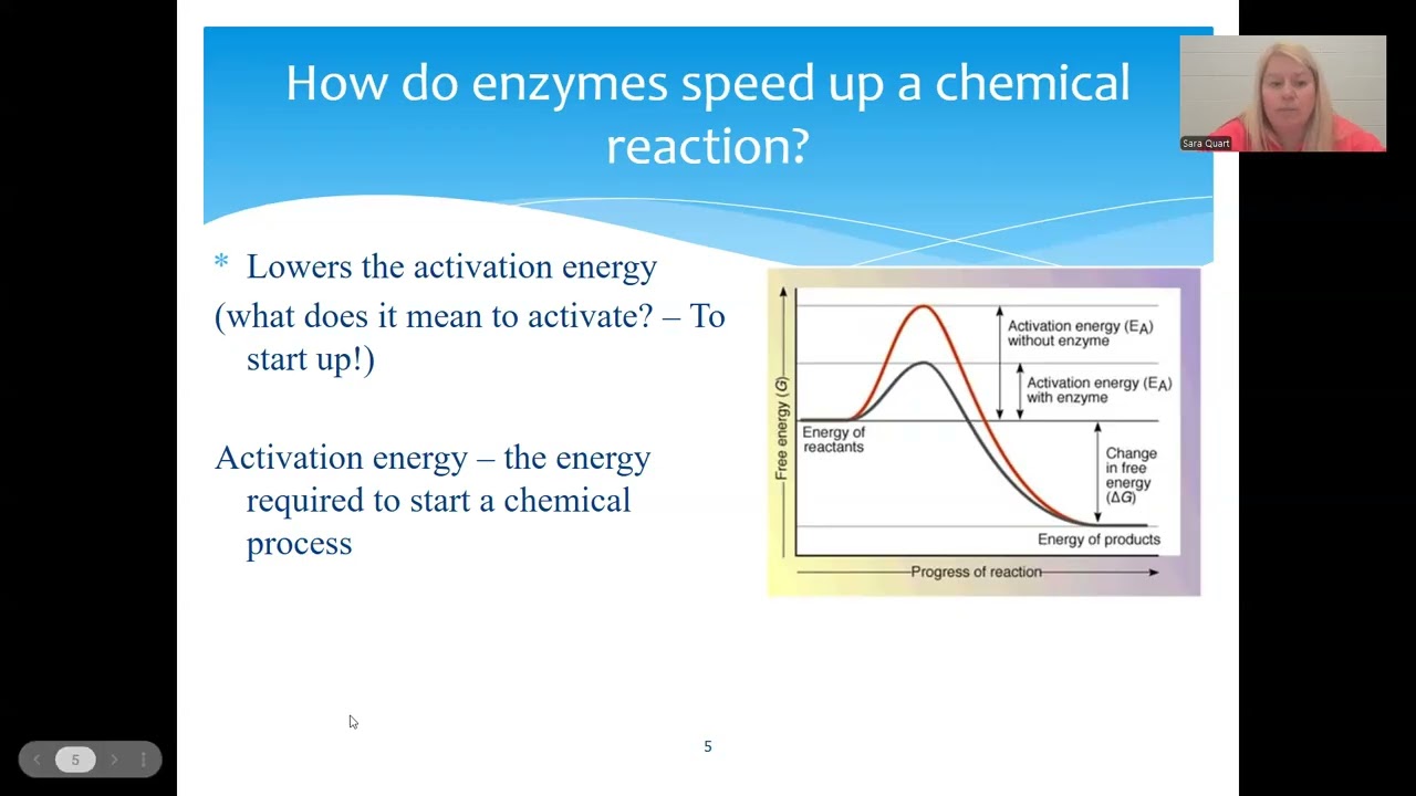 Enzyme Powerpoint Presentation