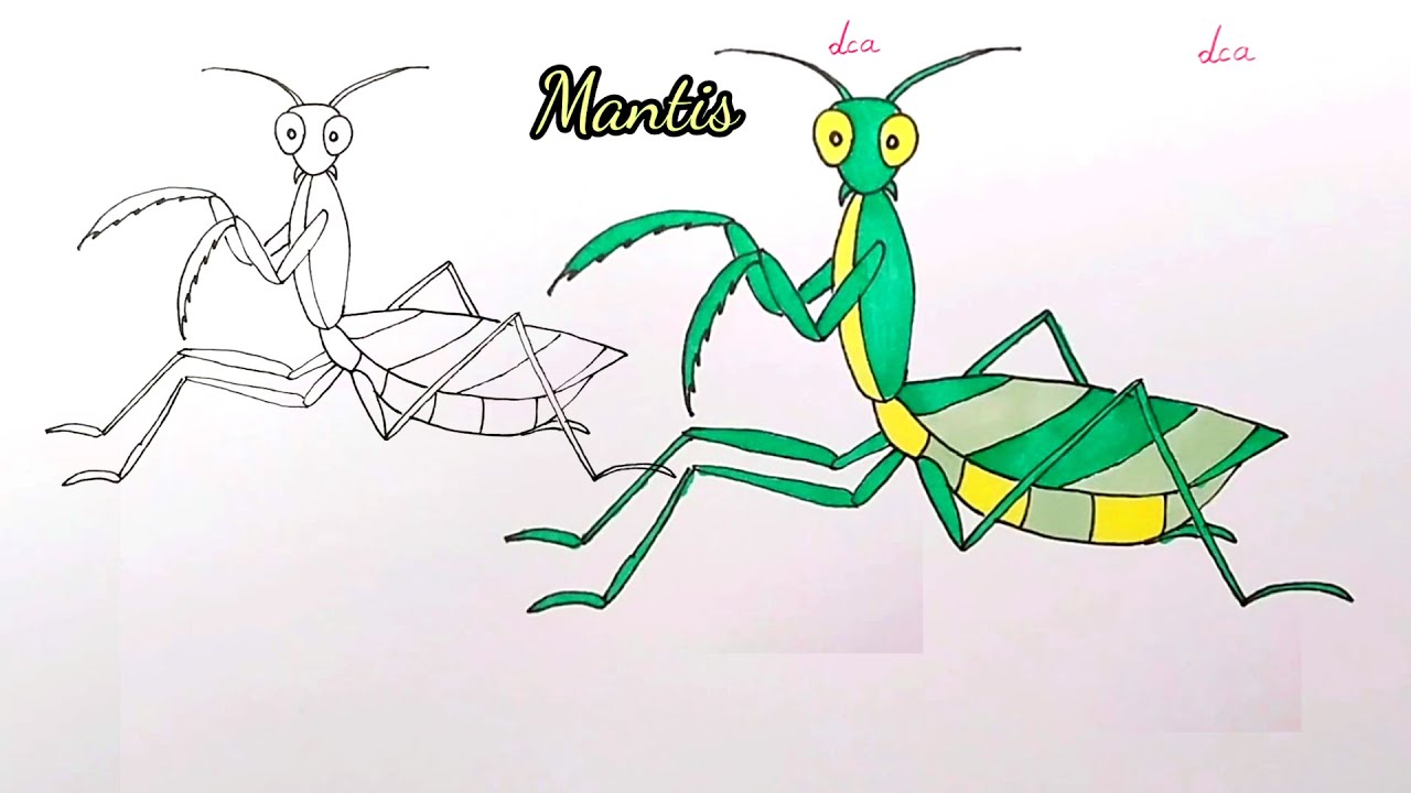 How to Draw a Mantis