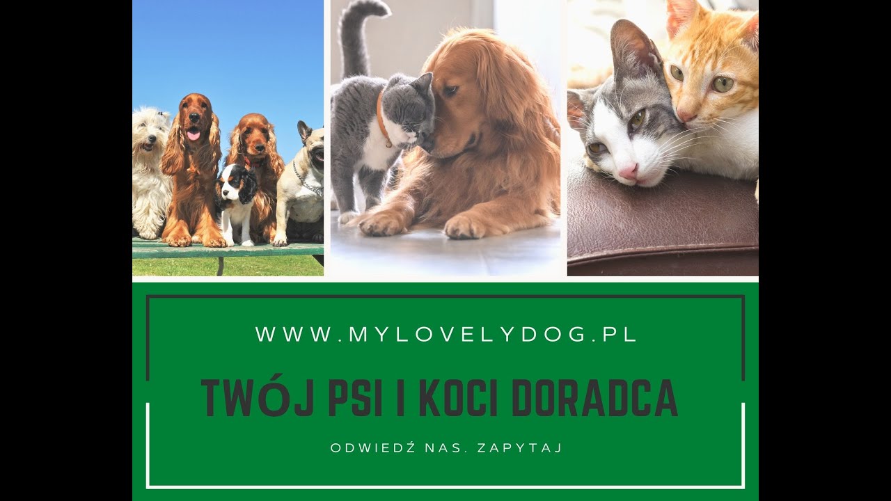 Jaką długość smyczy i karabińczyk?