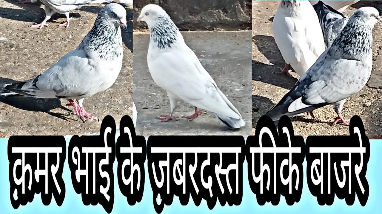 Qamar Bhai Ke Lajawab Feeke Baajre Kabutar
