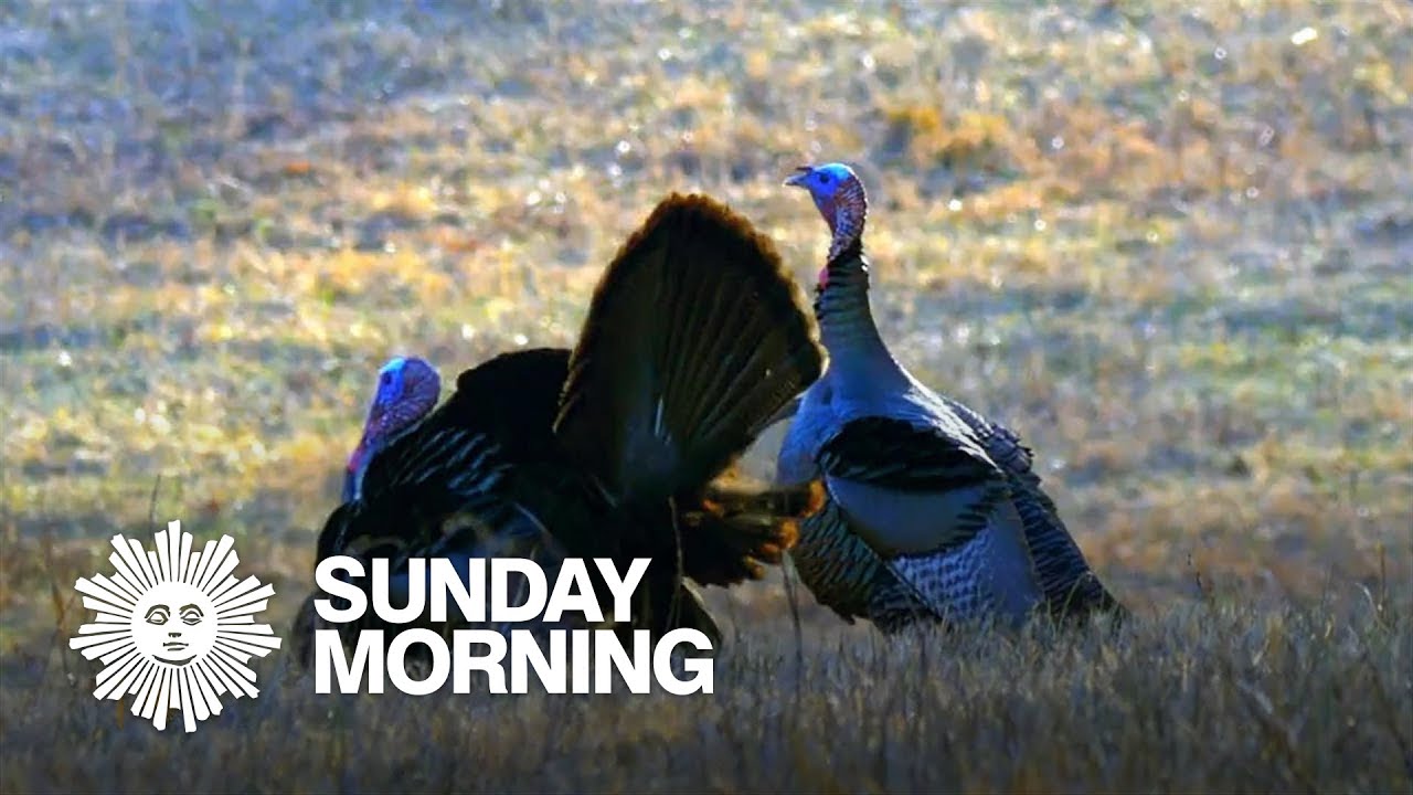 Nature: Wild turkeys in Tennessee