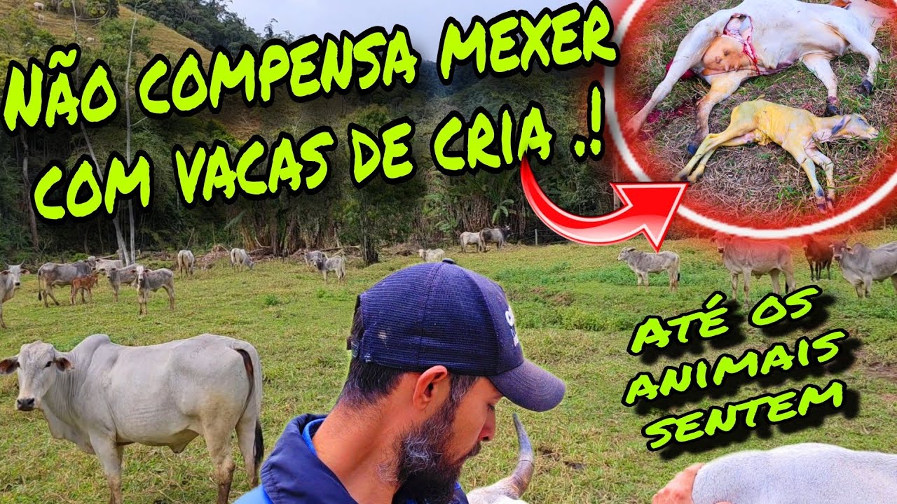 DEPOIS DISSO A TRISTEZA TOMOU CONTA DO SÍTIO 😢😥 SITUAÇÃO DIFÍCIL ESSA .!!
