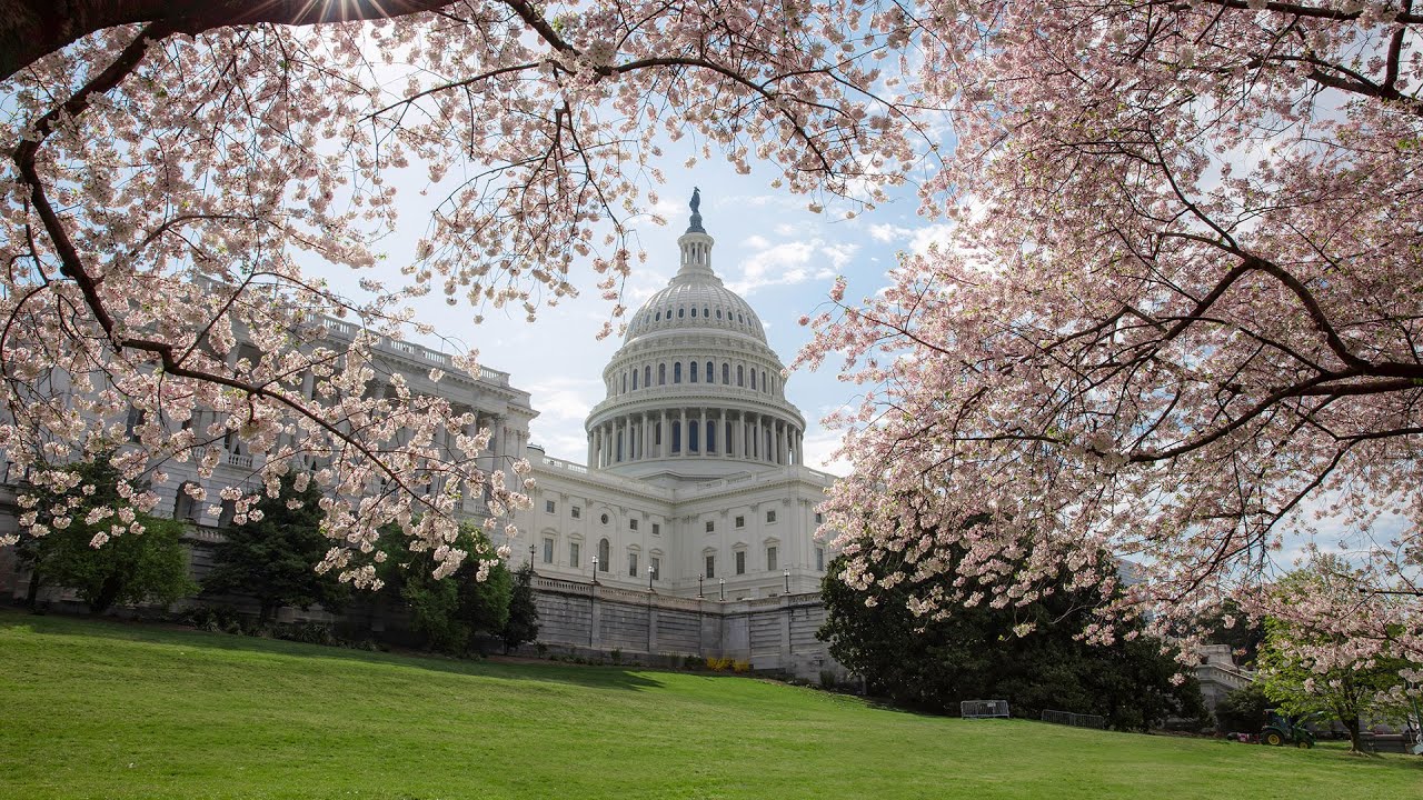 Cherry Blossoms on the U.S. Capitol Grounds