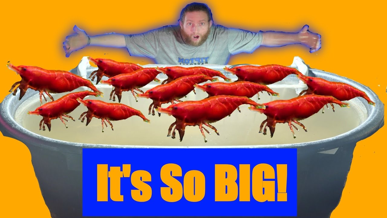 NEW HUGE Breeding Cherry Shrimp Pond - Bloody Mary Shrimp