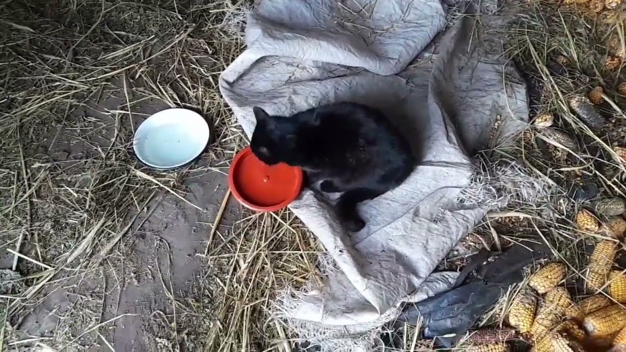 Всі знедолені тягнуться до мене 😢
