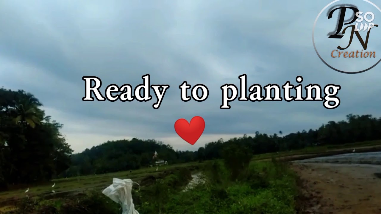 Rice Fields planting Rice Farming Life Organic food