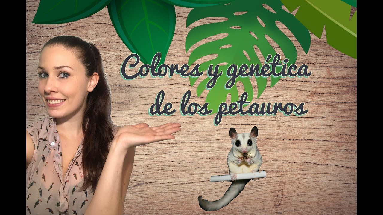 Colores y genética de los petauros o sugar glider
