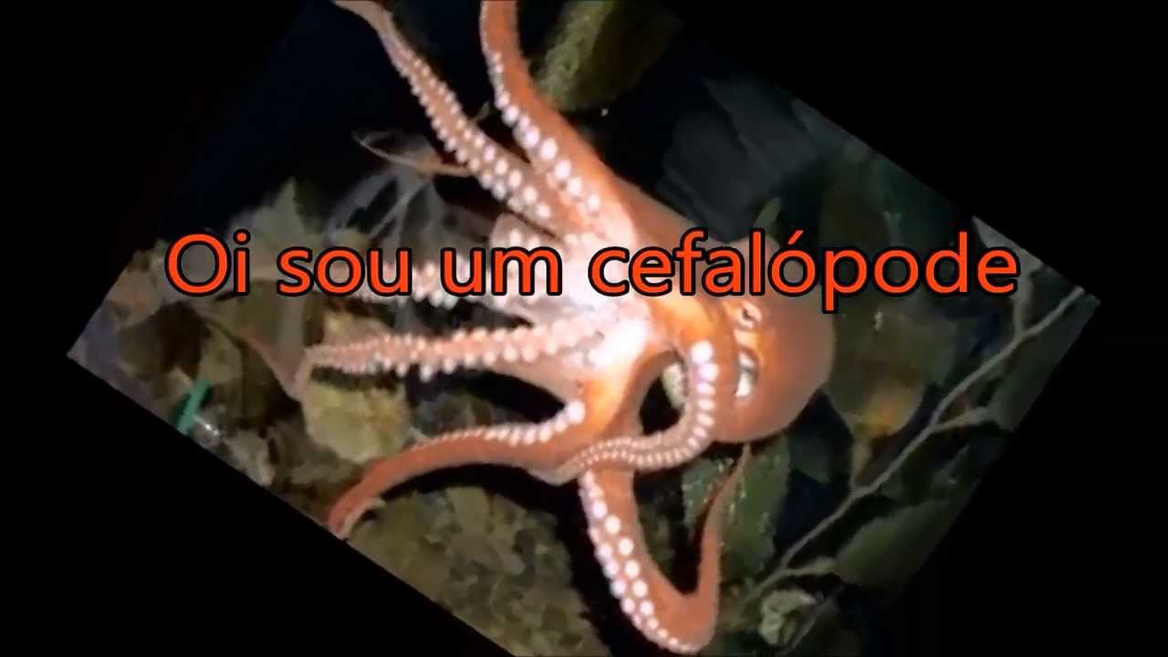 O B&aacute;sico Dos Cefal&oacute;podes