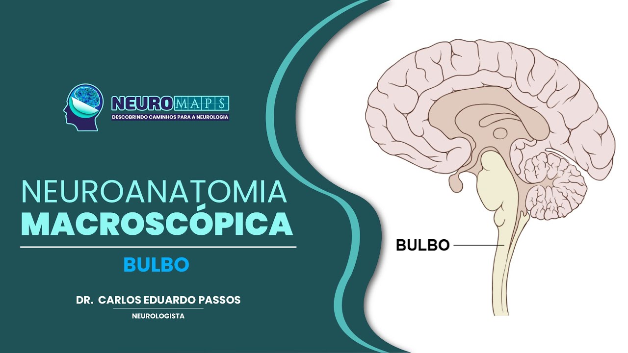 Bulbo (macroscopia)