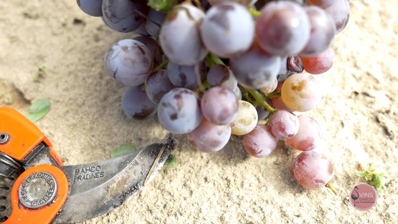 vid&eacute;o drone promotion vignoble vins sable de Camargue