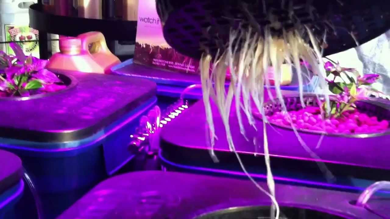 Dutch Master Nutrients in a Current Culture RDWC System with an L.E.D.
