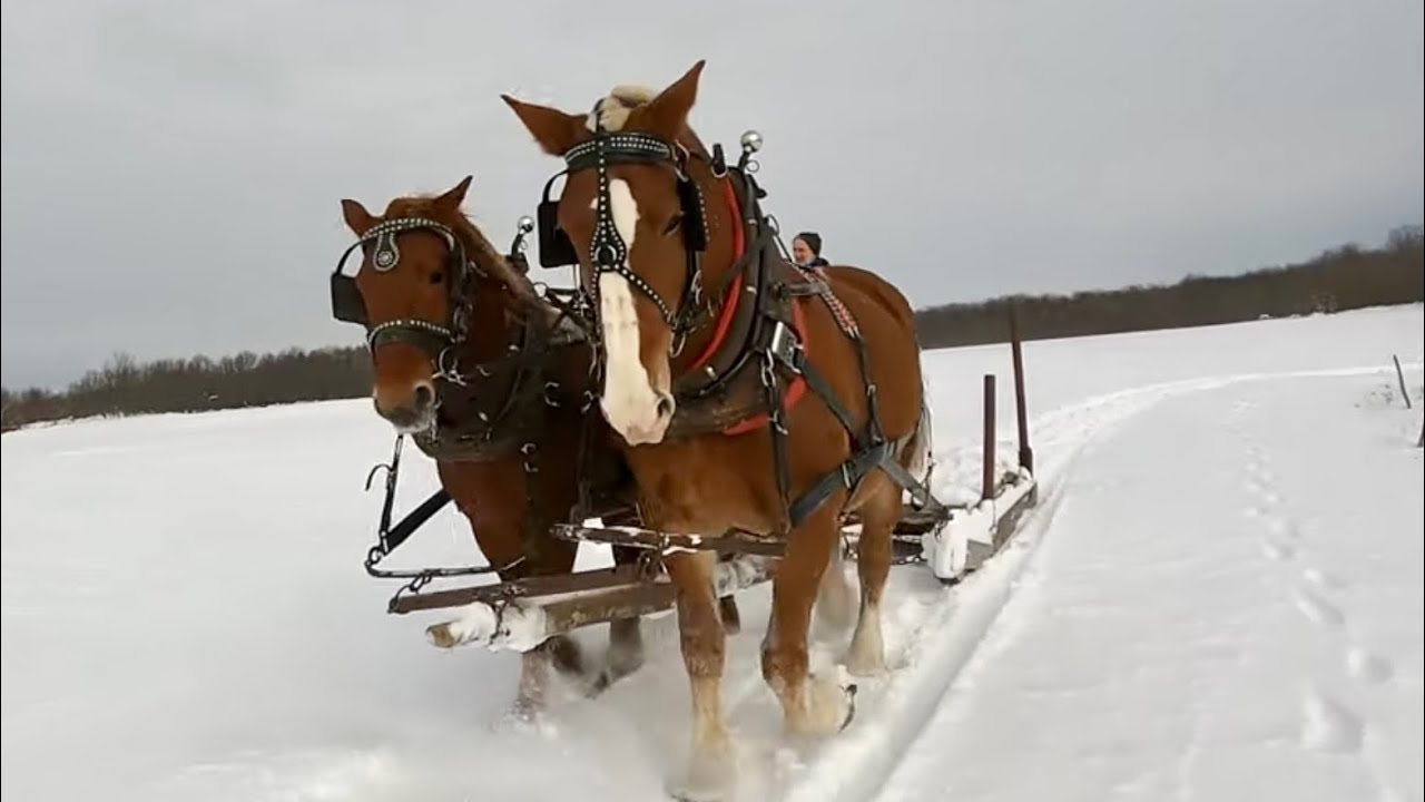 LADY & BARON... Will they BEHAVE when Working Together??? // Training Draft Horses! #439
