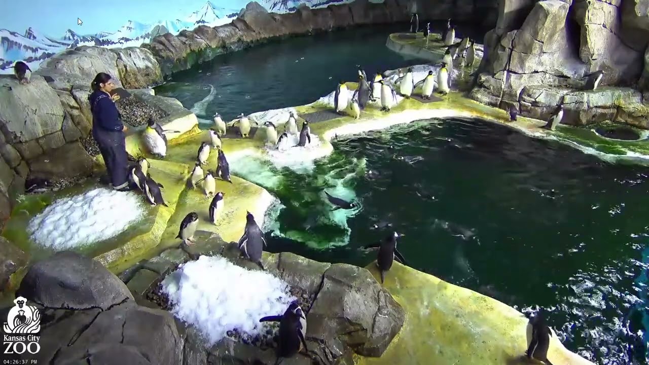 10 KC Zoo Penguin Cam 4K   YouTube   Google Chrome 2022 09 29 11 17 14
