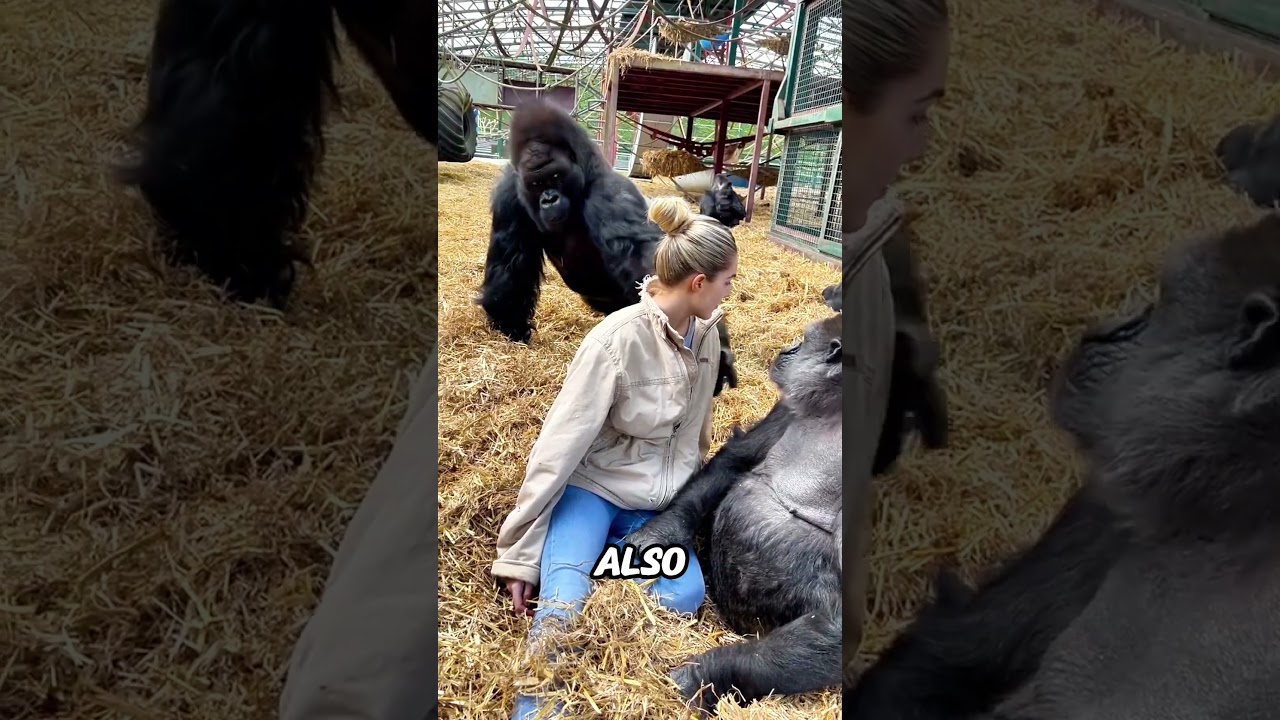 First Woman to Connect with a Silverback Gorilla! 🦍💖#shorts