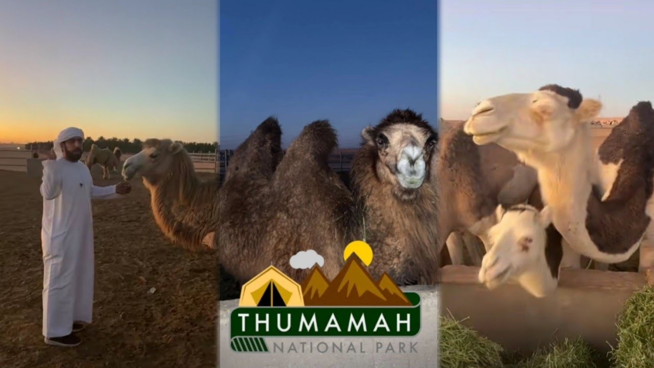 شي مبهر في الأبل🐪🐪🐪 محمد المخيني
