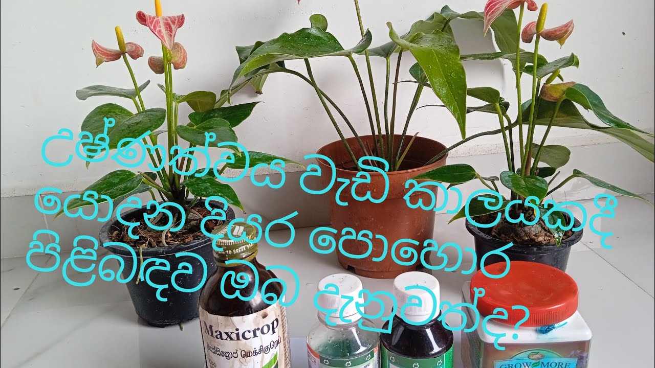 උෂ්ණත්වය අධික කාලයකදී යෙදිය යුතු දියර පොහොර වර්ග ගැන ඔබ දන්නවාද?