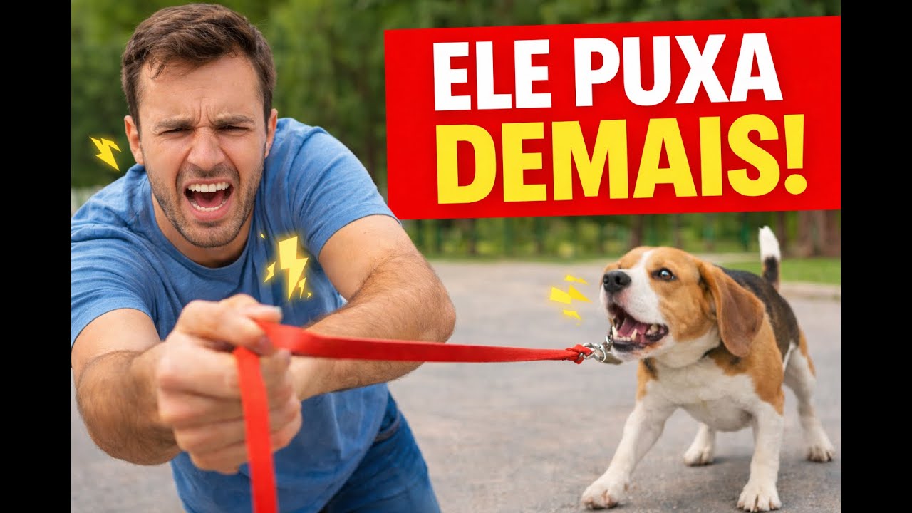 Seu cachorro não para de puxar? Faça isso e veja a diferença