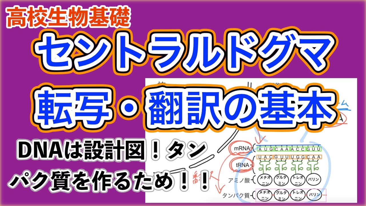 高校生物基礎「転写・翻訳」