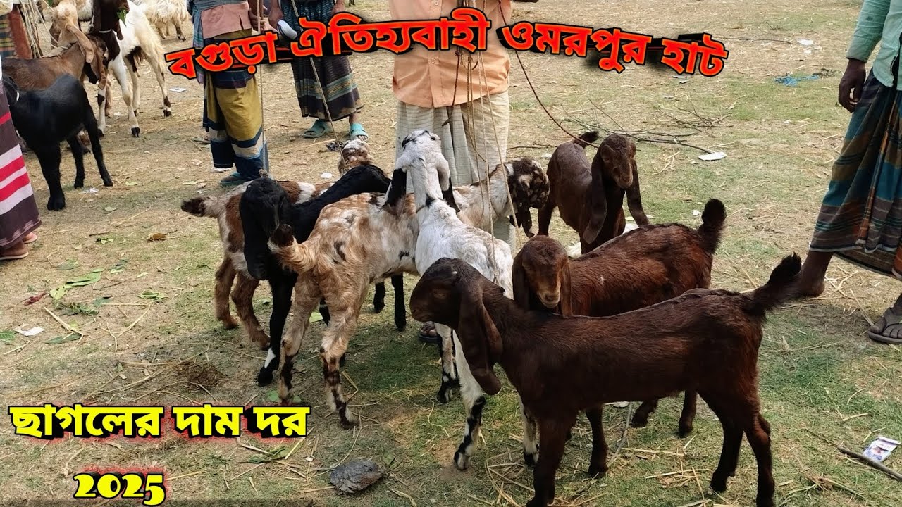 ছাগলের দাম দর-২০২৫||ওমরপুর হাট বগুড়া|| Goat price bd-2025||Omor pur hat Bogura||#viralvideo#goat