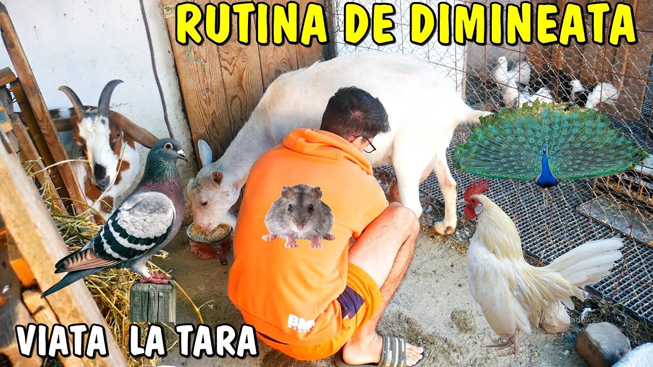 Viața la țară - RUTINA MEA DE DIMINEAȚĂ 