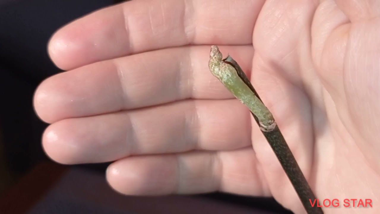 COMPRÉ ESTA ORQUÍDEA CON BOTONES FLORALES, ¿CONSEGUIRÁN ABRIR?🤔🏵️