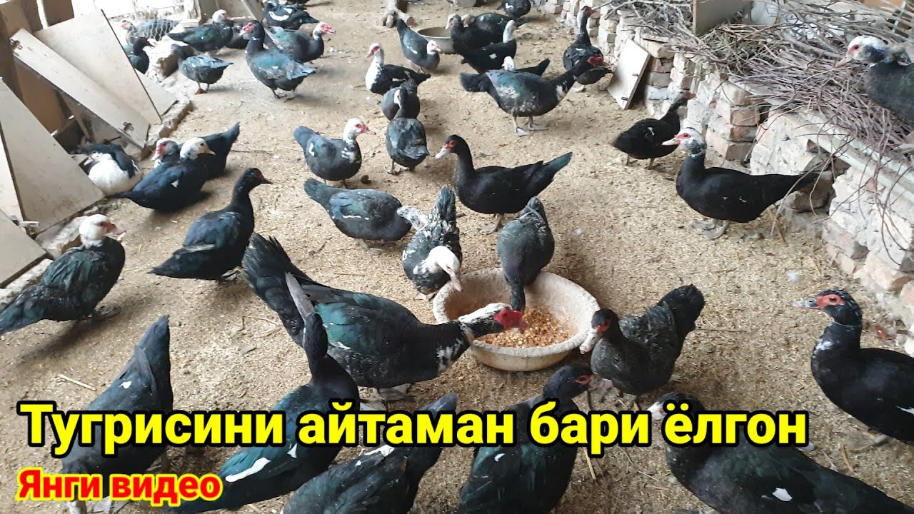 Индоутка бокишни фойда ёки зиёни хакида