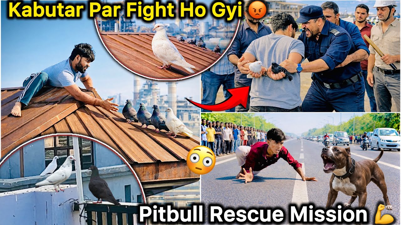 Kabutar Pakdne Per Ladai! 😱|| Road Se Pitbull Rescue! 😳