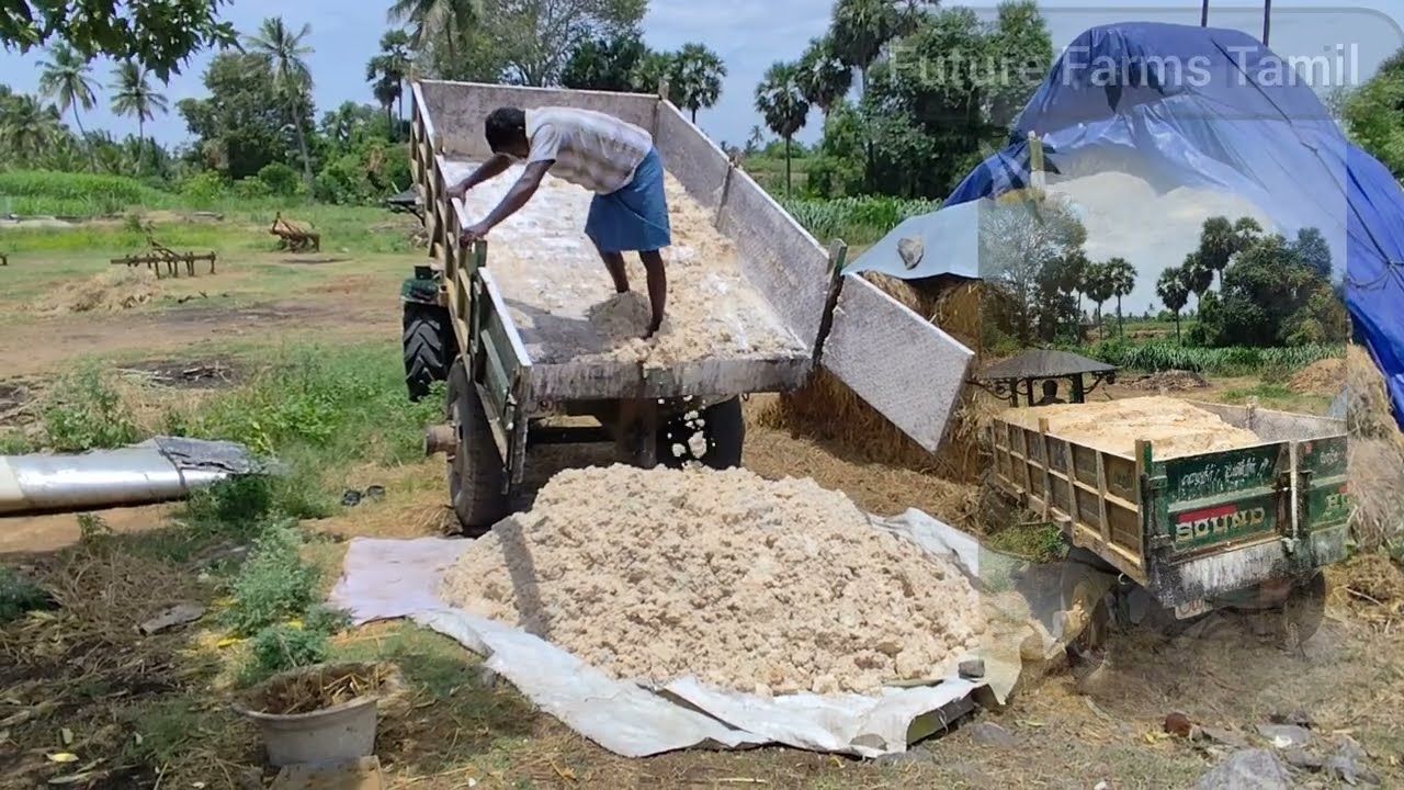 கிழங்கு திப்பி |Goat farms in tamil |Future Farms| Low cost feed for goat & cow|