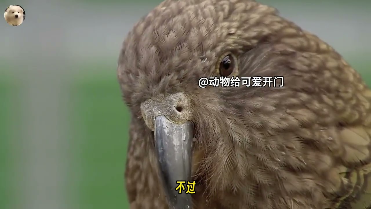 鸟类智商巅峰对决！鹦鹉和乌鸦同场解谜，最后结果太离谱