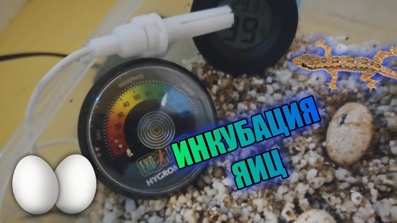 ОСНОВНЫЕ ПРАВИЛА ИНКУБИРОВАНИЯ ЯИЦ ЭУБЛЕФАРОВ В ДОМАШНИХ УСЛОВИЯХ