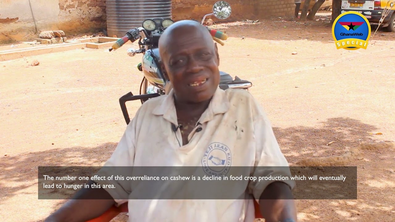 GhanaWeb Special: The unexpected perils of farmers shifting to cashew farming due to climate change