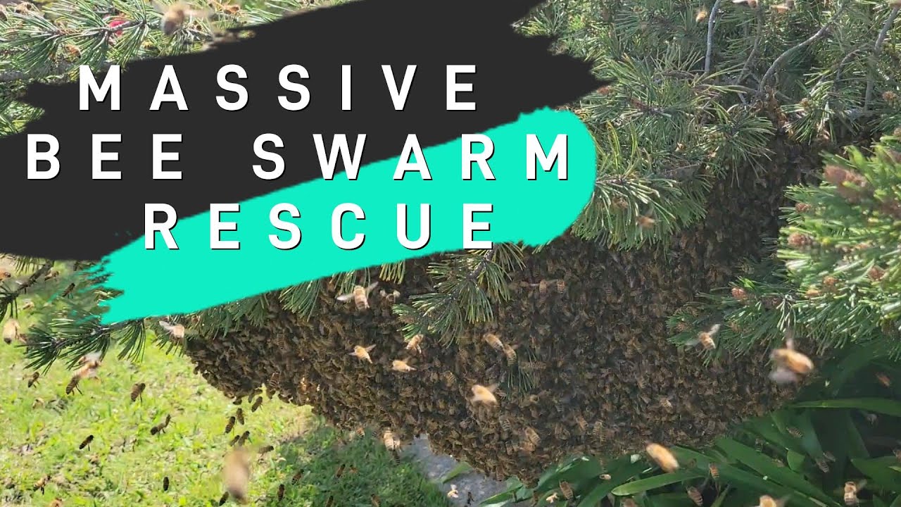 Rescued Massive Swarm!!