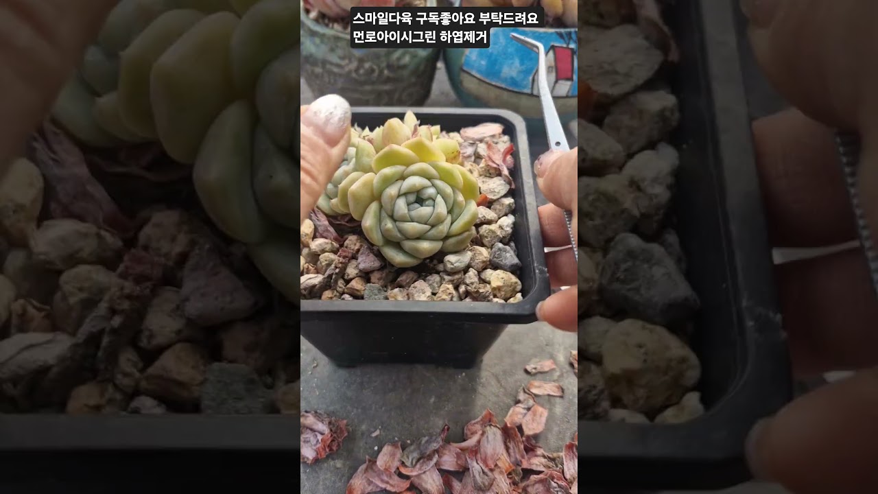#스마일다육 하엽 장난아니다~~ㅎㅎ